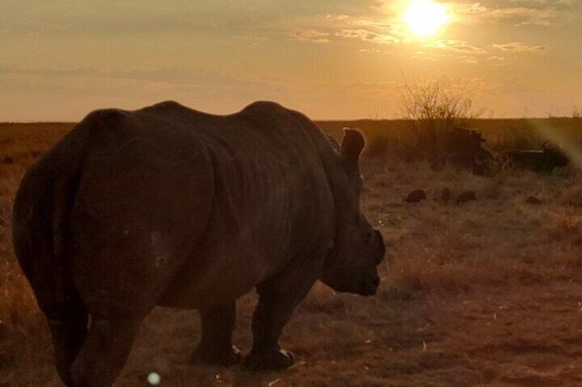 Winter 2022, white rhino, sunset