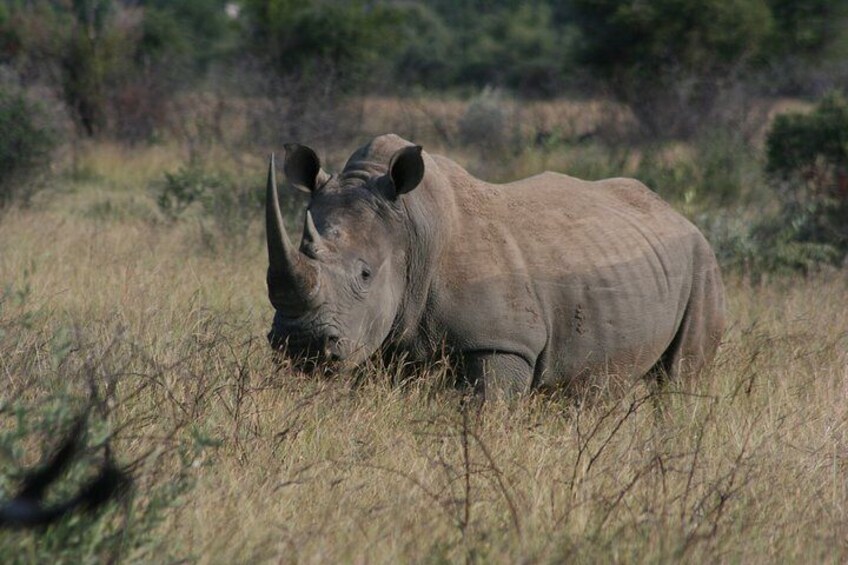 White Rhino (now dehorned)