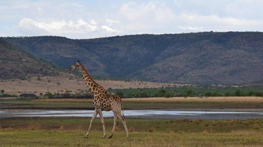 Giraffe, Pilanesberg Park