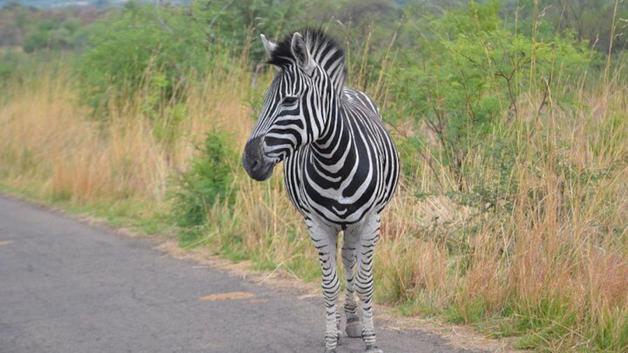 Zebra, Pilanesberg National Park