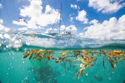 Seglings- och snorklingsutflykt i Punta Cana för liten grupp med katamaran