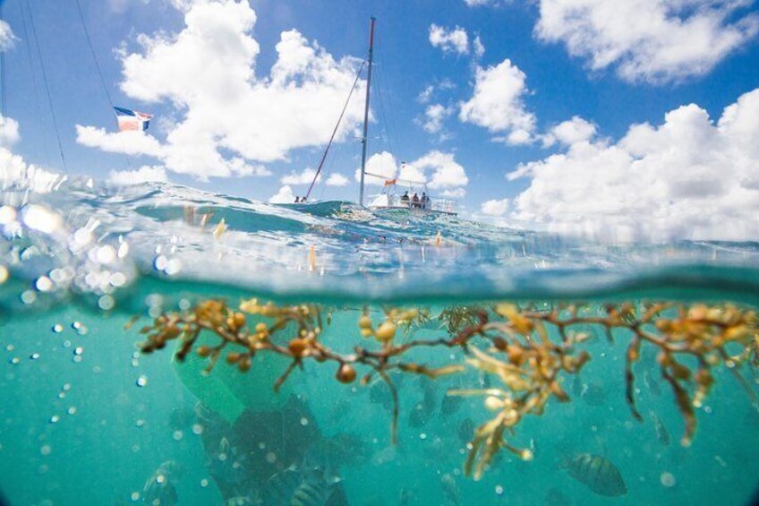 Snorkeling in the crystal clear waters of Punta Cana is an unforgettable experience and a highlight of any catamaran cruise.