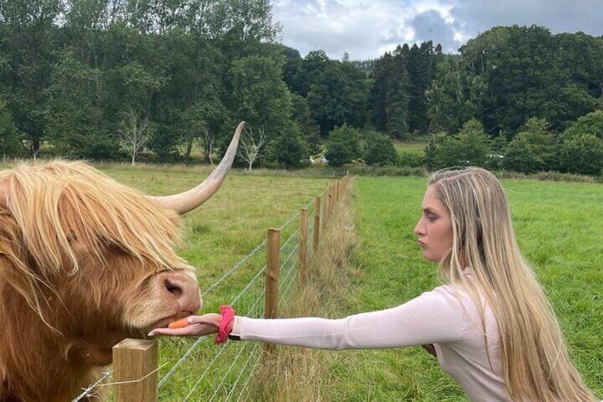 Feeding a Highland Cow