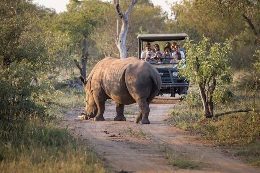 Pretoria and Lion Park Safari Experience