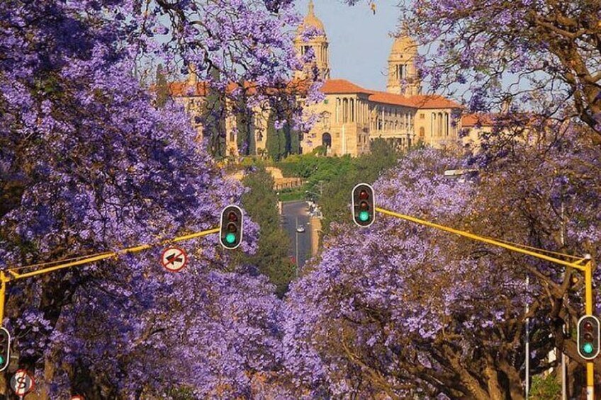 Jacaranda City Tour(Half Day)