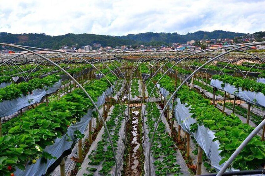 Show item 5 of 5. Baguio Countryside Tour