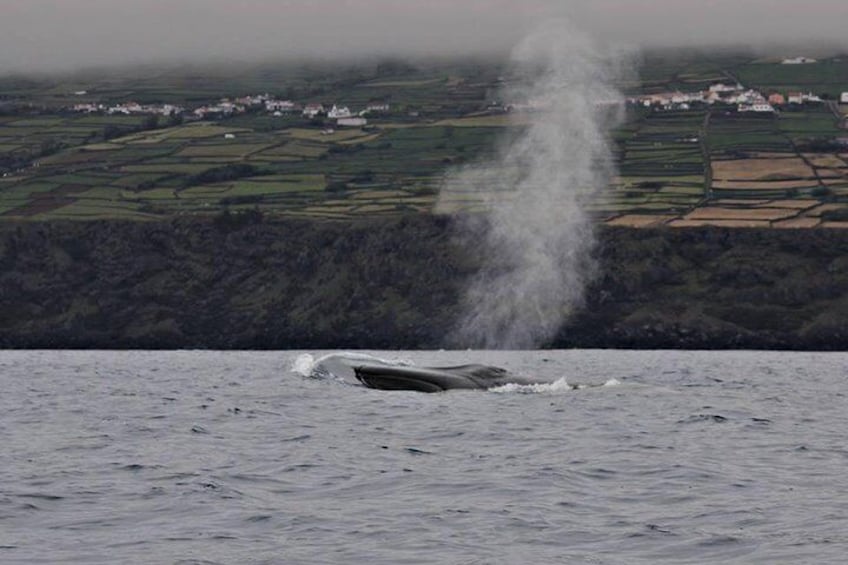 Whale Watching in the Azores, Terceira Island | OceanEmotion