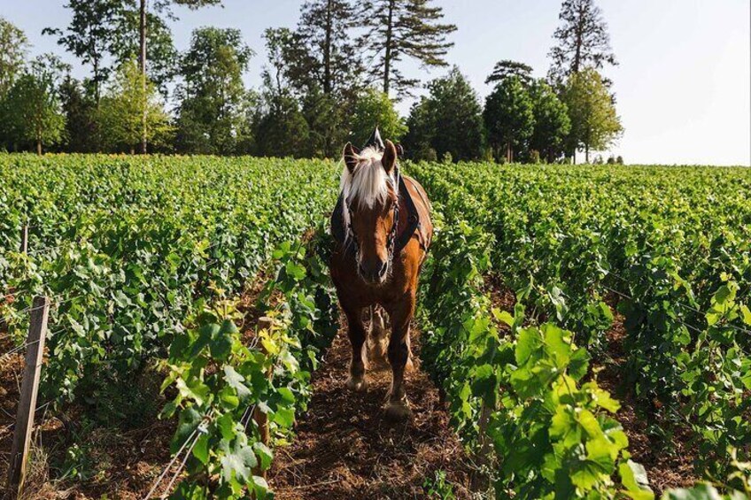 Clos Marey Monge Tasting