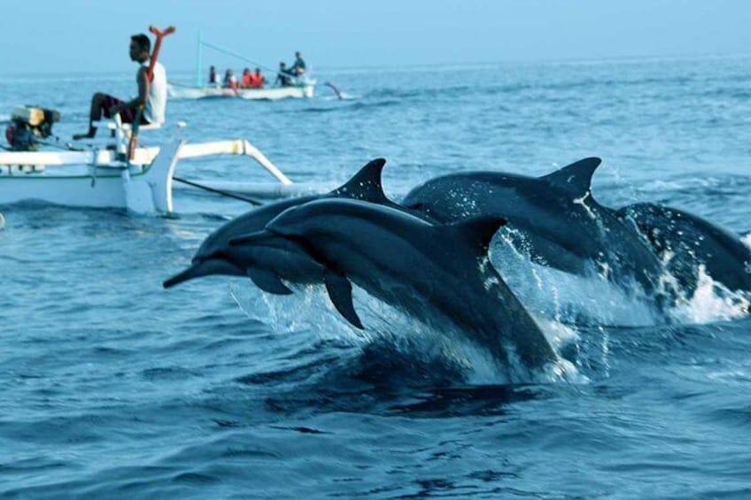 Full day North Bali Dolphin watching show at Lovina