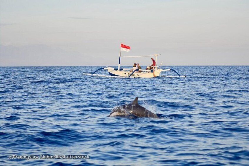 Full day North Bali Dolphin watching show at Lovina