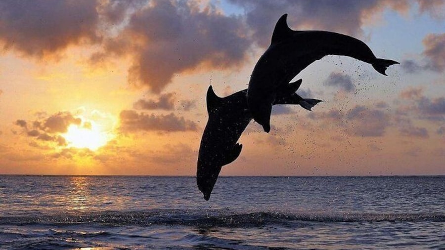 Full day North Bali Dolphin watching show at Lovina