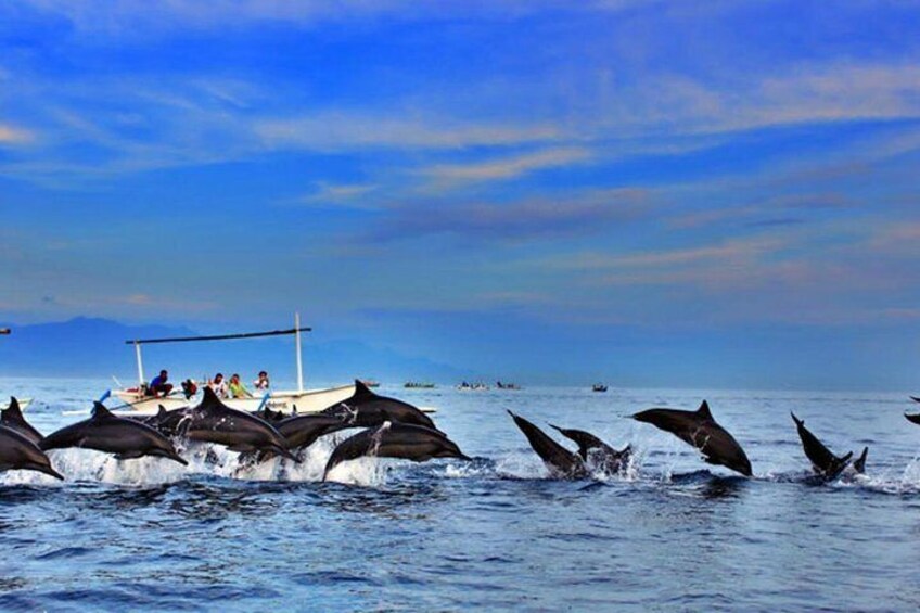 Full day North Bali Dolphin watching show at Lovina