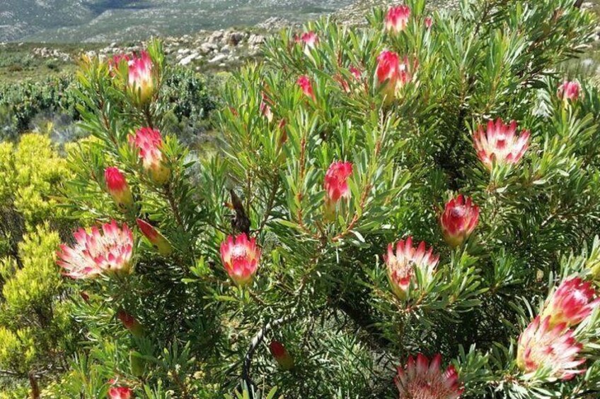 Protea Repens