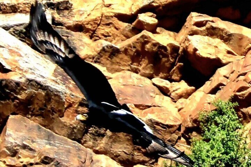 Verreaux Eagle