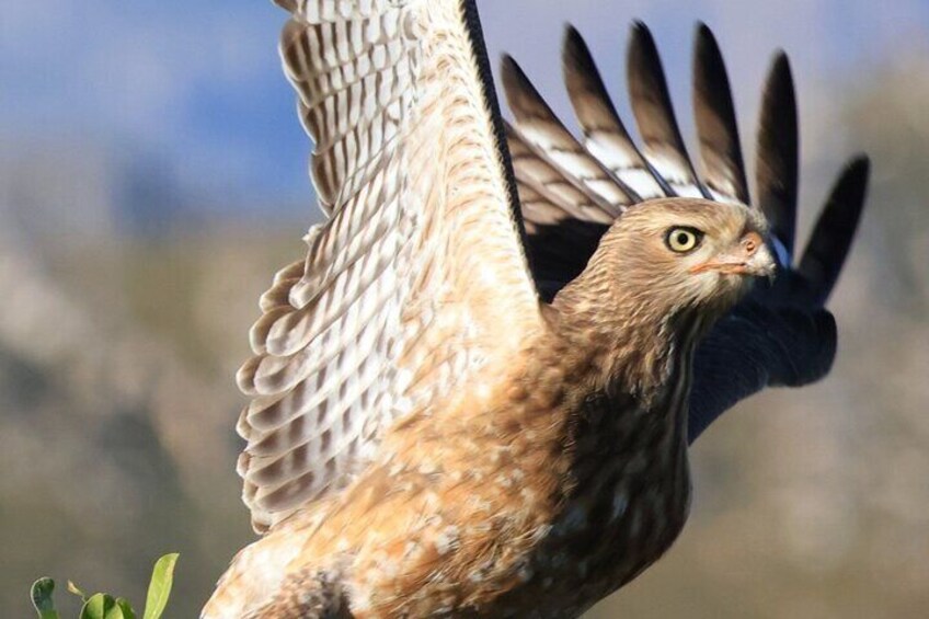 Pale Chanting Goshawk