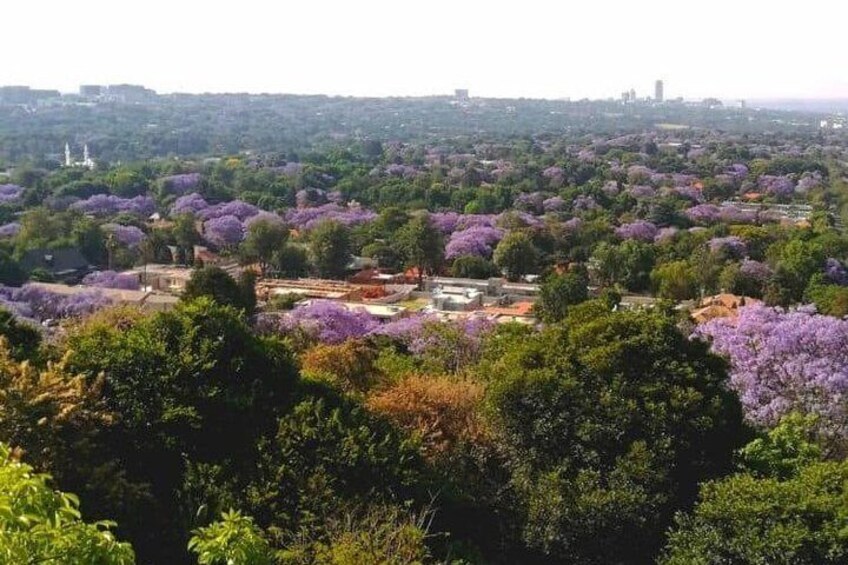 Jacaranda streets in Pretoria