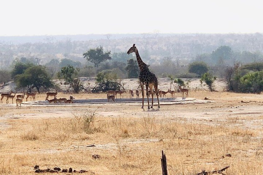 Ultimate Private Safari to Pilanesberg National Park From Johannesburg