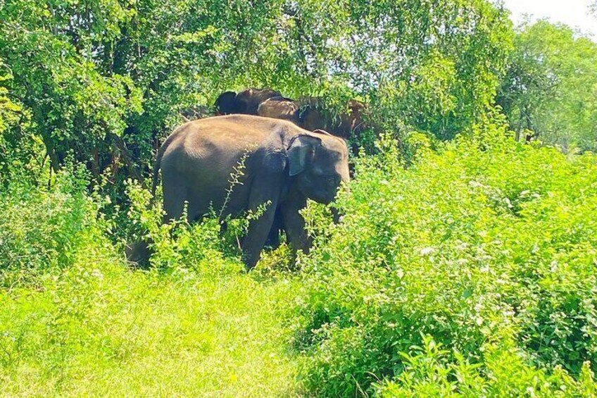 One Day Udawalawe Safari from Galle/Mirissa/Unawatuna/Hikkaduwa