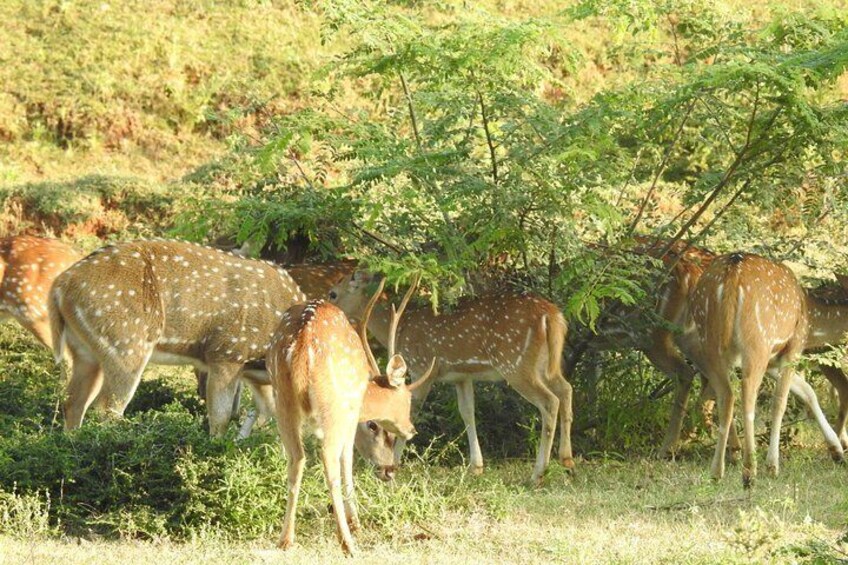 One Day Udawalawe Safari from Galle/Mirissa/Unawatuna/Hikkaduwa