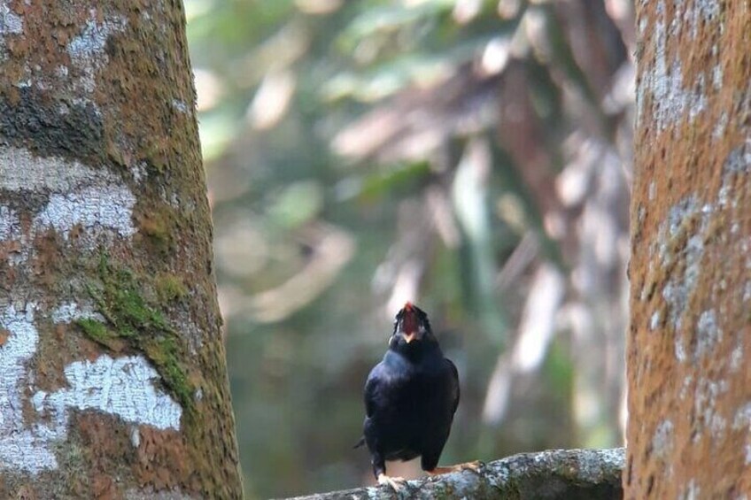 Sinharaja Rainforest Full Day Tour With Bird Watching By RE