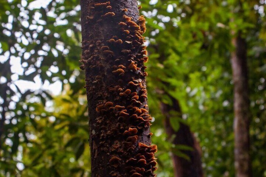 Sinharaja Rainforest Full Day Tour With Bird Watching By RE