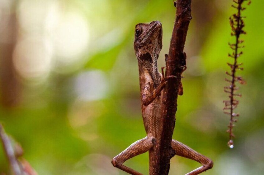 Sinharaja Rainforest Full Day Tour With Bird Watching By RE