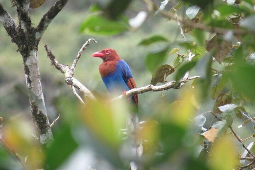 Sinharaja Rainforest Full Day Tour With Bird Watching By RE