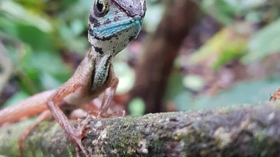 On the way to the Lion rock