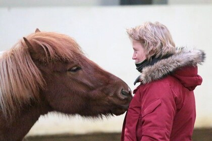 Icelandic Horse Experience - Stable Tour and Ride