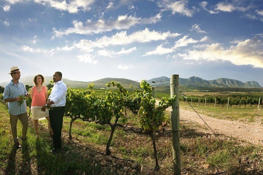 Private wine tasting in vineyards