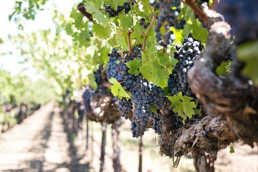 Wine tasting