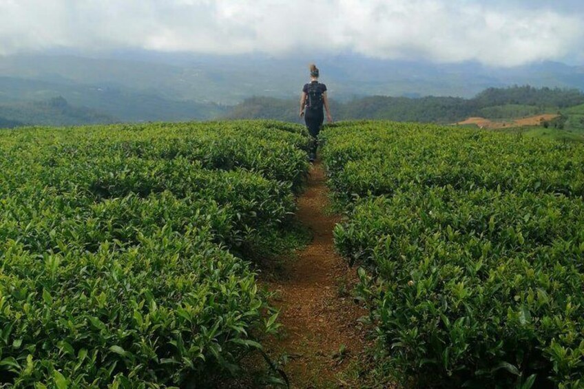 Hiking and Bird watching in Nuwara Eliya