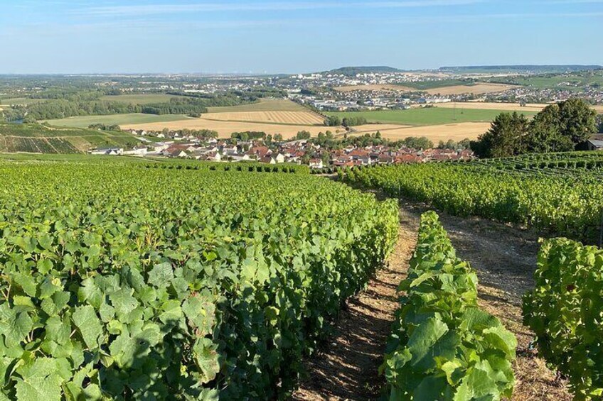 Champagne Cellars & Vineyards tour from Reims all included