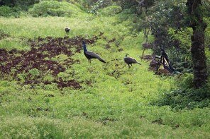 Farm Stay Experience in Panchgani