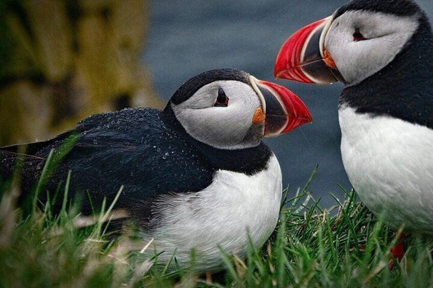 Home of the puffins