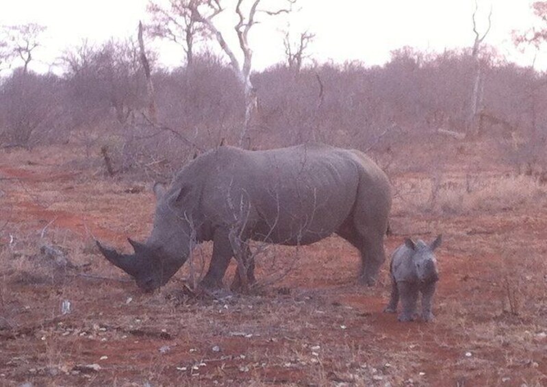 Cape Town Inverdoorn Big 5 Safari