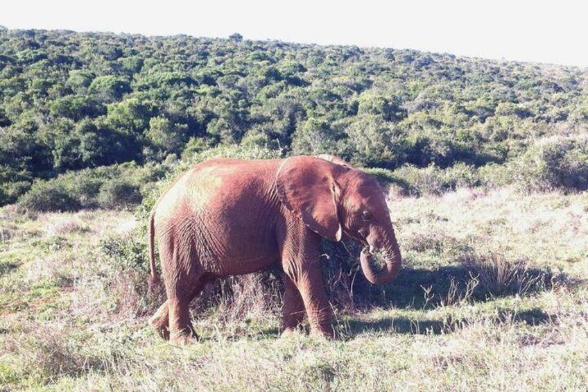 Cape Town Inverdoorn Big 5 Safari