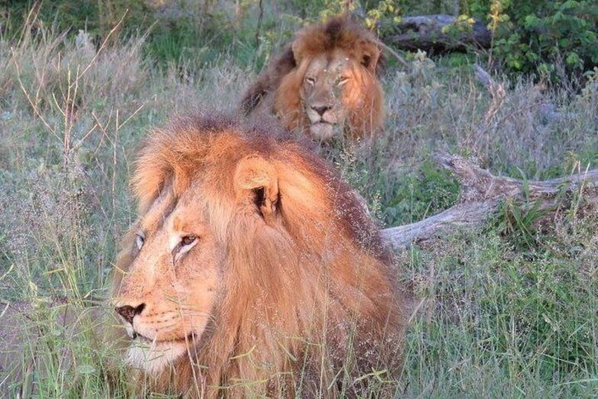 Cape Town Inverdoorn Big 5 Safari