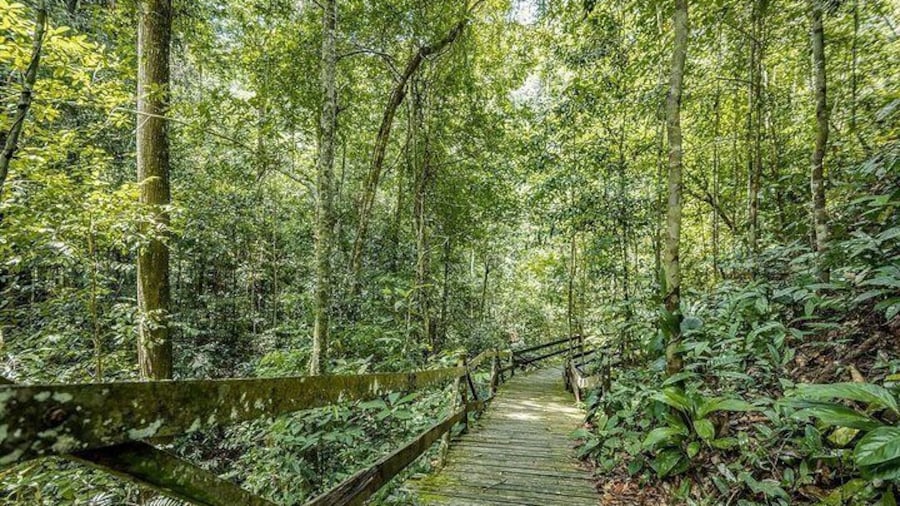 Nature Excursion in Borneo Tropical Rainforest Resort