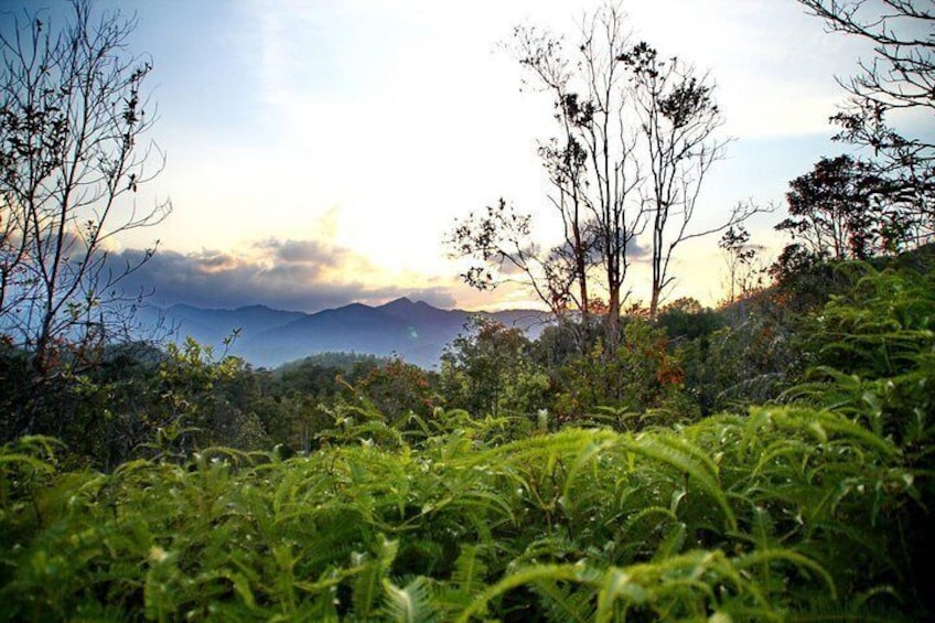 The view in Lambir Hills