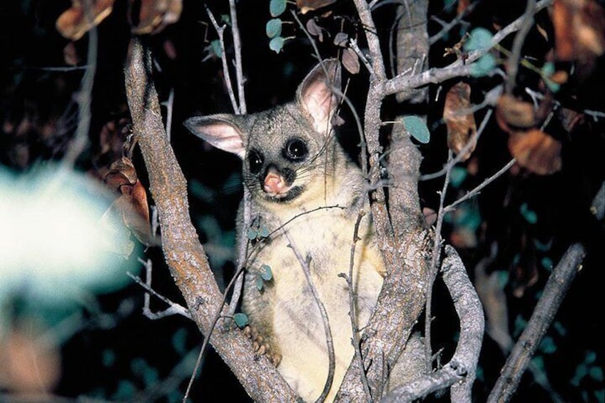 Natural Bridge Glow Worm Night Tour from Gold Coast