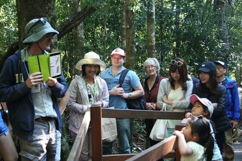 Natural Bridge Glow Worm Night Tour from Gold Coast