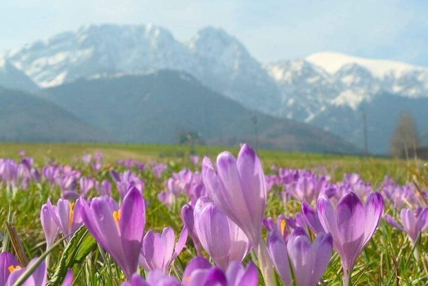 Zakopane and Tatras Mountains Day Tour from Krakow