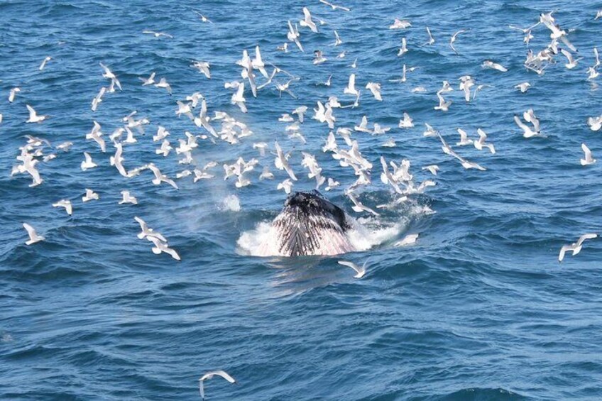 Whale Watching Tour from Reykjavik