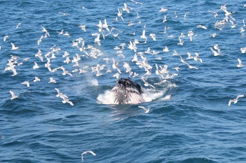 Whale Watching Tour from Reykjavik