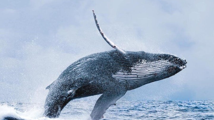 Whale Watching