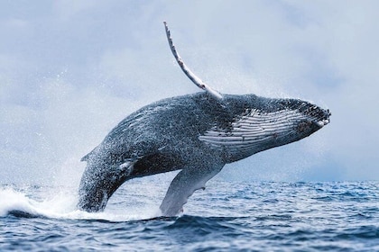 Tour de avistamiento de ballenas desde Reikiavik