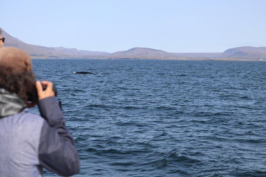 Whale Watching Tour from Reykjavik