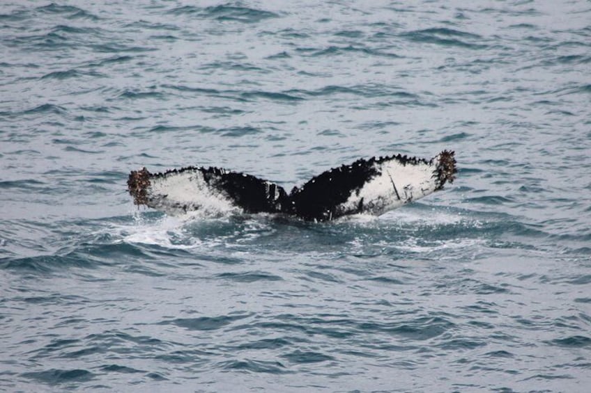 Whale Watching Tour from Reykjavik