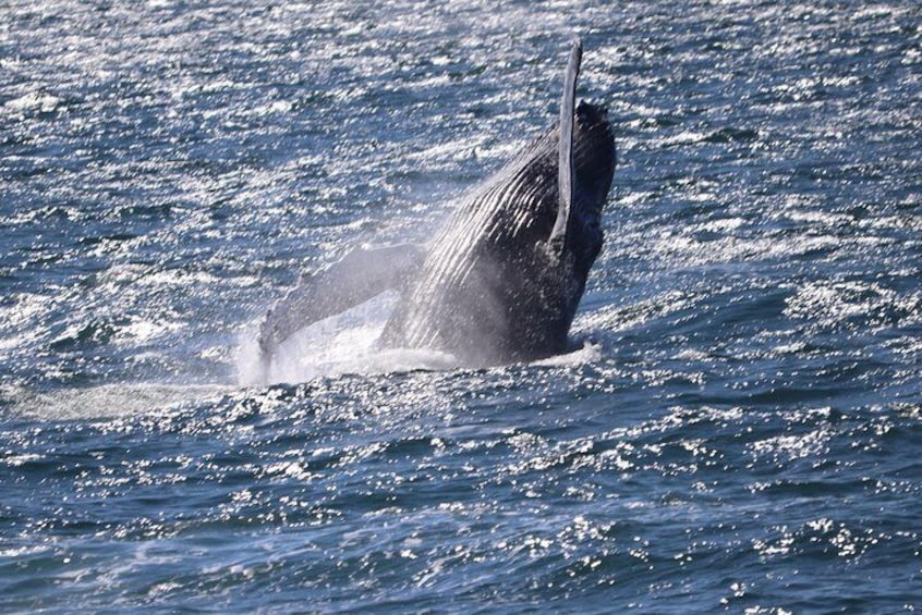 Whale Watching Tour from Reykjavik